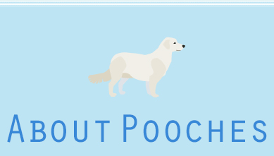 プーチーズについて