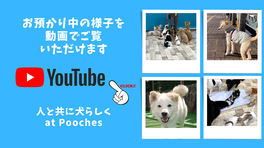 ドギーデイケア